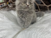 British-scottish longhair yavru kedilerimiz