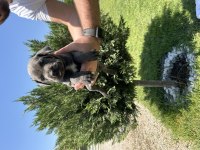 ÜST KALİTE ORİJİNAL CANE CORSO YAVRULAR