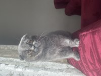 Scottish fold adana içine verilir