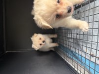 Pomeranian Spitz 