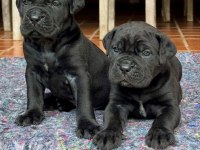 GECE GİBİ SİYAH CANE CORSO YAVRULAR GELECEĞİN DEVLERİ