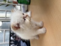 60 GÜNLÜK ERKEK İRAN KEDİSİ CİNS
