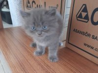 SAFKAN AYI SURAT BABADAN ERKEK BRİTİSH LONGHAİR YAVRU