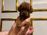 KUCUK SEVIMLI MINIK KÖPEKLER