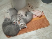 British shorthair silver kedilerimiz sizleri bekliyor