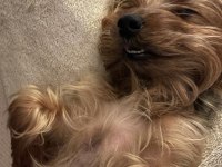 Yorkshire Terrier Seyahat Yüzünden Sahiplendirme