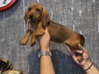 Ukrayna doğumlu dişi dachshund sosis yavru