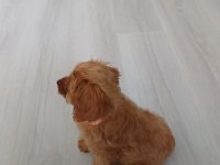 Sahibinden Poodle Yavrumuzdan Ayrılmak Zorundayız