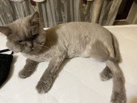Acil British longhair ÜCRETSİZ SAHİPLENDİRME
