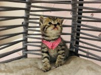 British Shorthair Yavru Kedilerimiz Yeni Evlerini Arıyorlar
