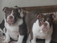CHOCOLATE ENGLİSH BULLDOG A KALİTELİ BEBEKLER