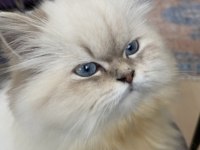 British longhair lynx point dişi