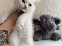 British Shorthair Beyaz Yavru