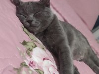 Oyun arkadaşı british shorthair