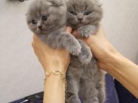 Scottish Fold Yavrular