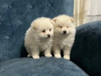 Oyuncak pomeranian bebek ayarında yavrularımız