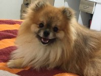 13 aylık pomeranian