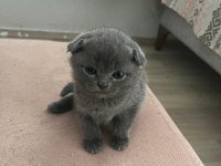 British Shorthair Scottish Fold Yavruları