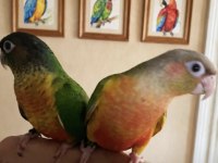 Pineaple Hıgh Red Conure Bebek