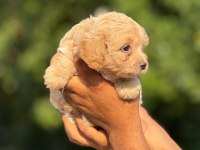 AŞILI ÇİŞ EĞİTİMLİ MALTİPOO BEBEKLER 