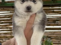 Renk dağılımı mükemmel Husky bebeklerim