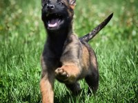 Anatomi harikası Malinois Belçika Kurdu