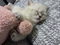 Boncuk British Shorthair Kardeşler
