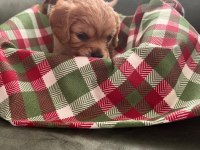 Safkan Cavapoo Yavrular