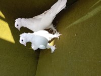 Limon takkalı takım güvercin