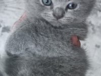Yavru Scottish Fold Kedimiz