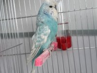 Jumbo muhabbet kuşları takım