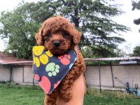 Orjinal Toy Ve Minyatür Toy Poodle Köpeği