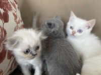 2 aylık güzeller güzeli scottısh bebekler