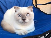 Çok uysal blue point british shorthair