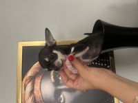 Chihuahua elma kafa babada scr mevcut