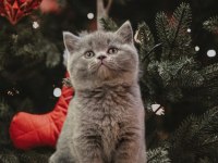 British Shorthair Yavrularımız