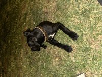 Safkan presa canario