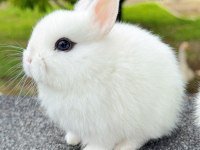 Hollanda cüce (cüce tavşan) - Hotot (sürmeli)