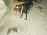 Ücretsiz rottweiler sahiplendirme