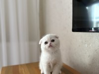 SCOTTISH FOLD BEYAZ YAVRULARIM 