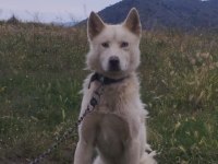 2 tane husky