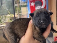 Safkan Irk Garantili Malinois Köpekler
