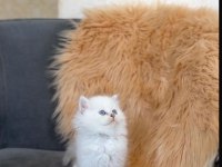 British longhair yavru erkek