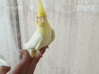 Satılık sultan papağanı erkek