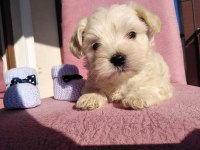 Maltipoo Kapıda Ödeme ve Kredi Kartı İmkânı Mevcuttur