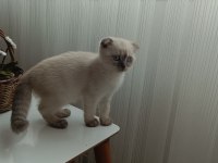 Pamuk kedimi sahiplendiriyorum