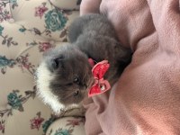 British shorthair yavrularımız yeni yuvasını arıyor