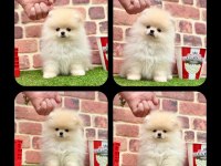Pomeranian boo 2.5 aylık