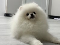 6 AYLIK ERKEK POMERANİAN BOO KÖPEĞİ