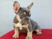 ÜST DÜZEY EXOTİC FRENCH BULLDOG YAVRUMUZ